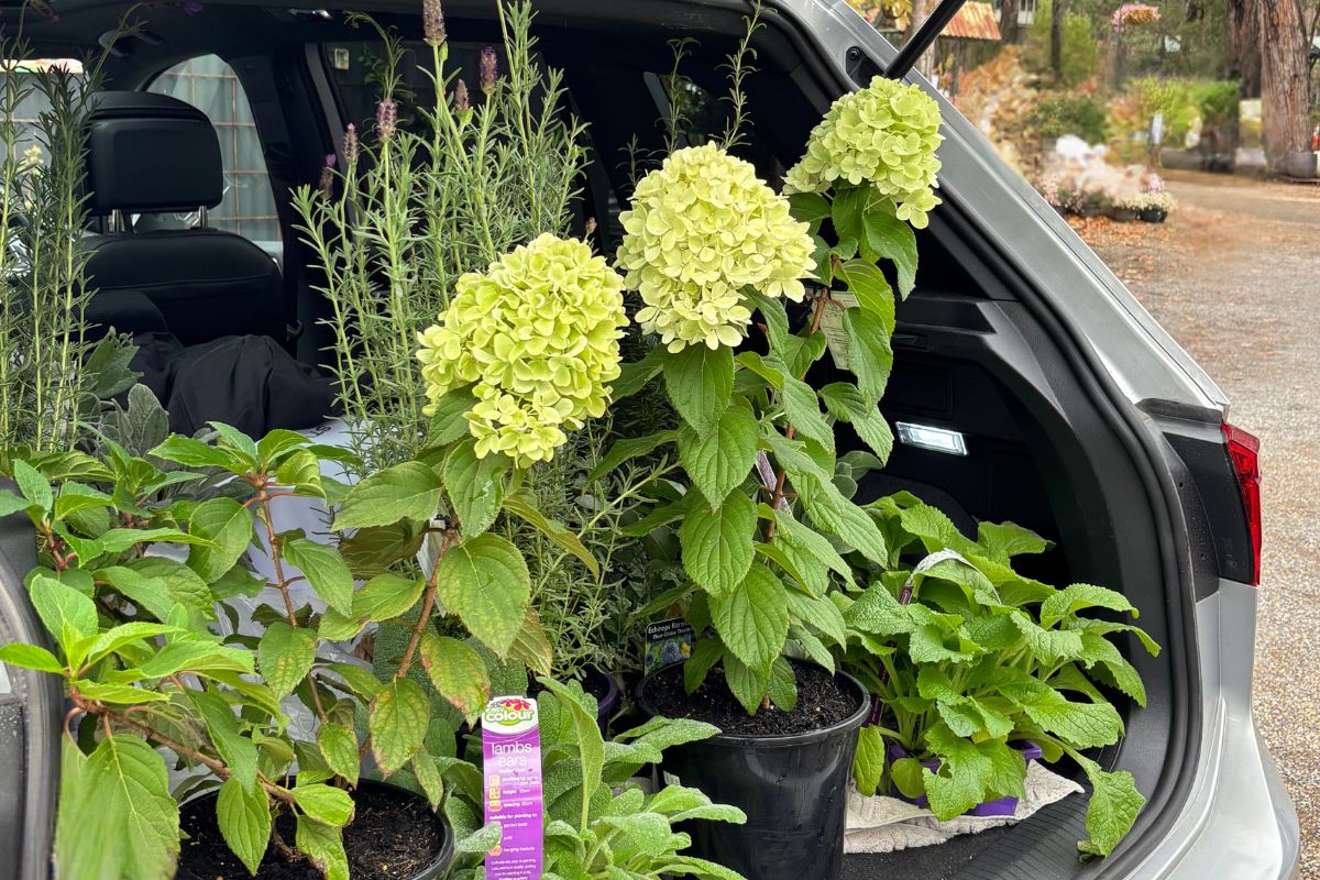 Buying plants from a nursery to create a cottage garden