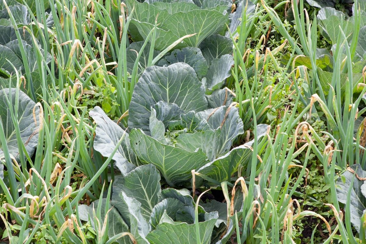 Cabbage seedlings and bunching onions growing in a garden