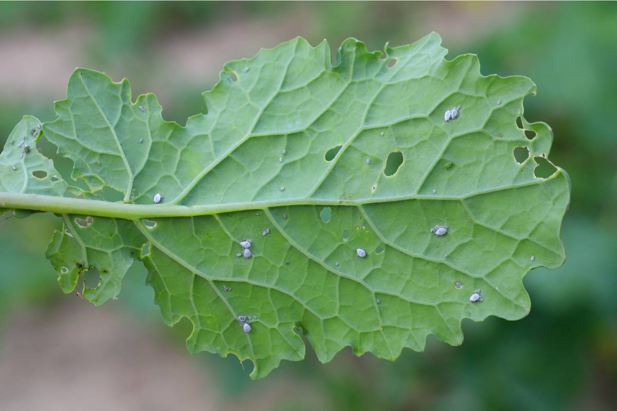 Cabbage aphids on the underside of a kale leaf
