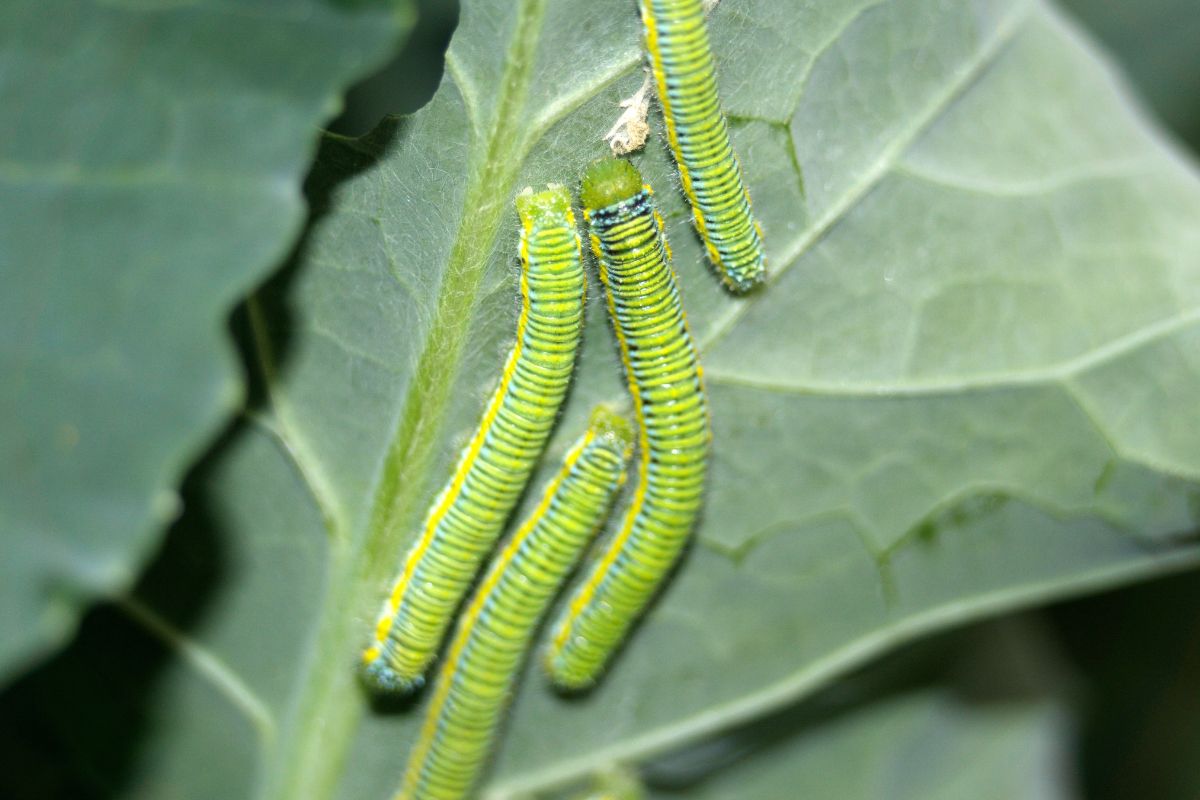 Cabbage white caterpillars can be killed by neem oil