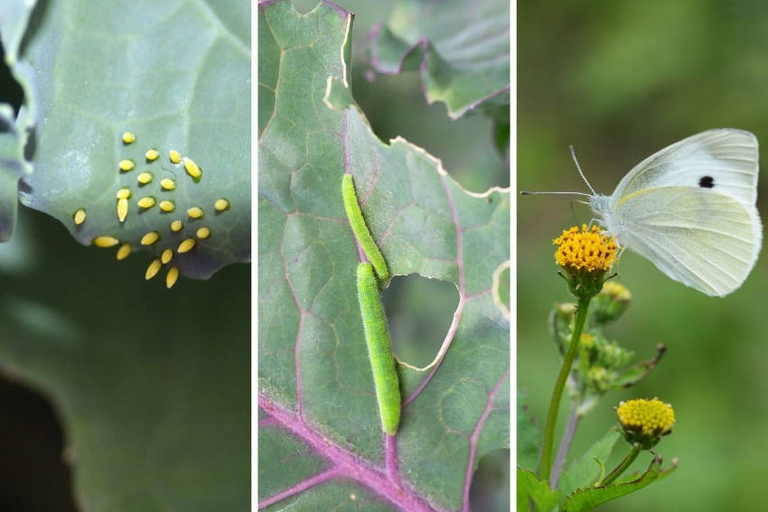 Cabbage white eggs, caterpillar and butterfly