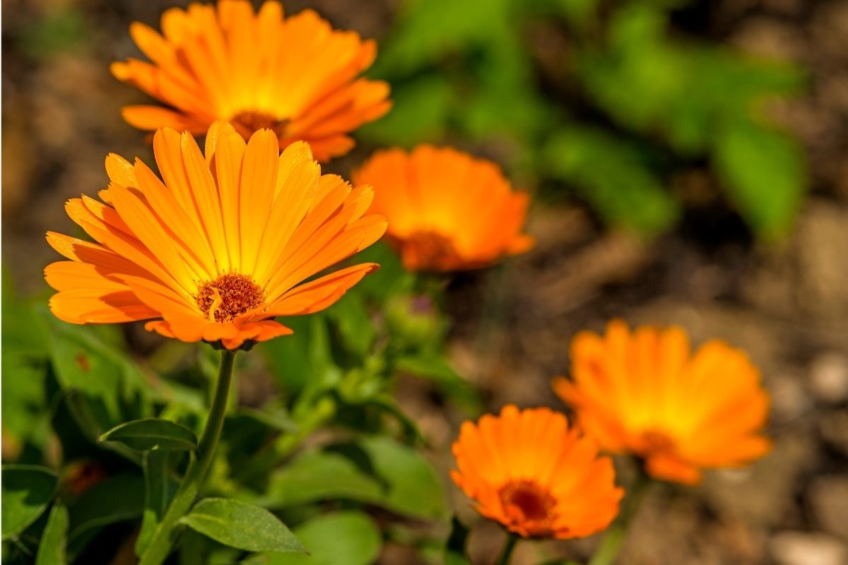 Bright orange calendula flowers