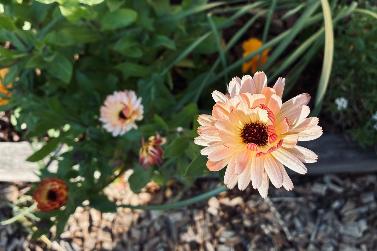 Calendula