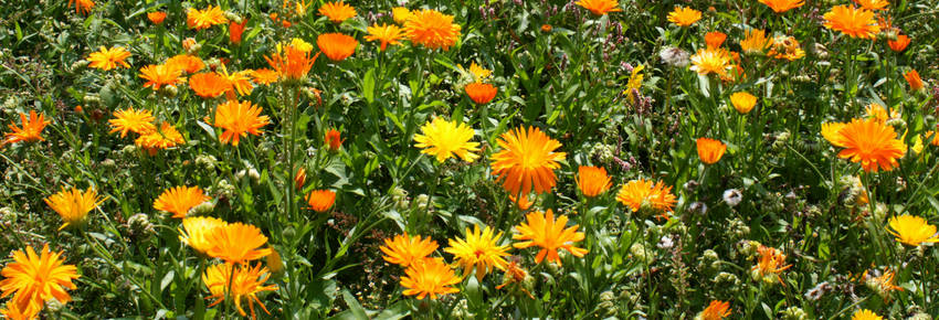 Calendula