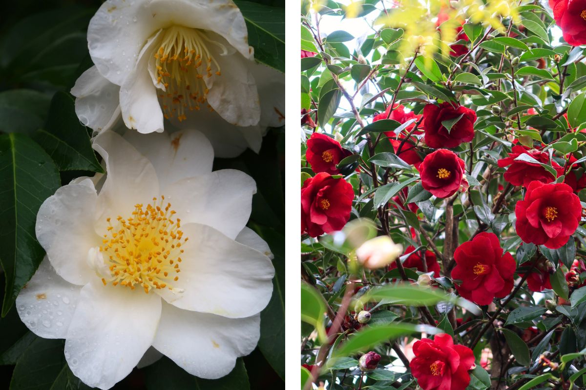 Camellias in winter