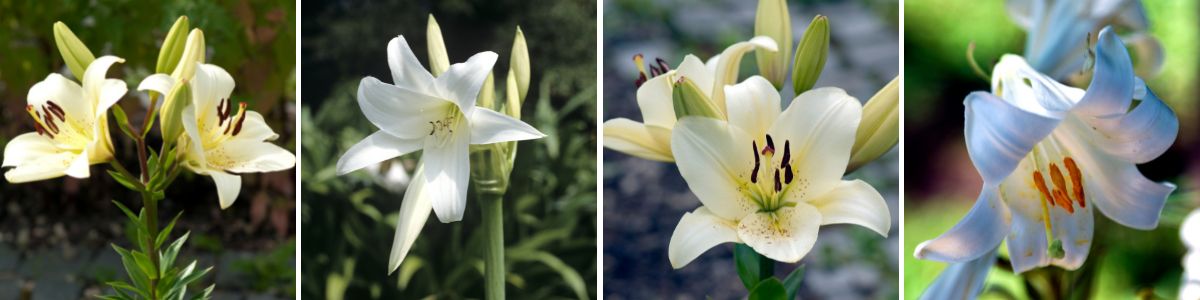 A selection of Candidum lilies