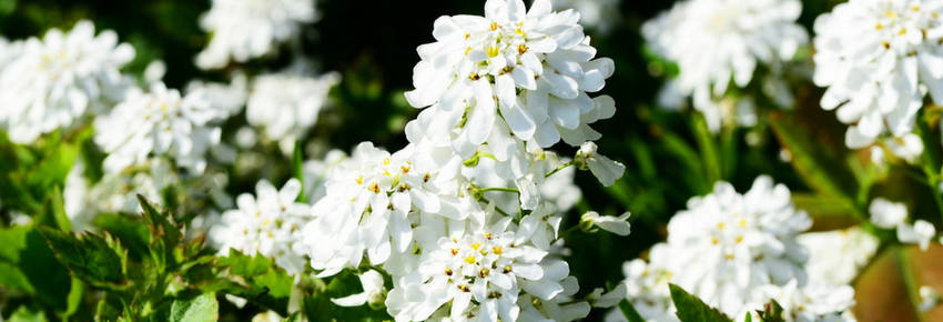 Candytuft