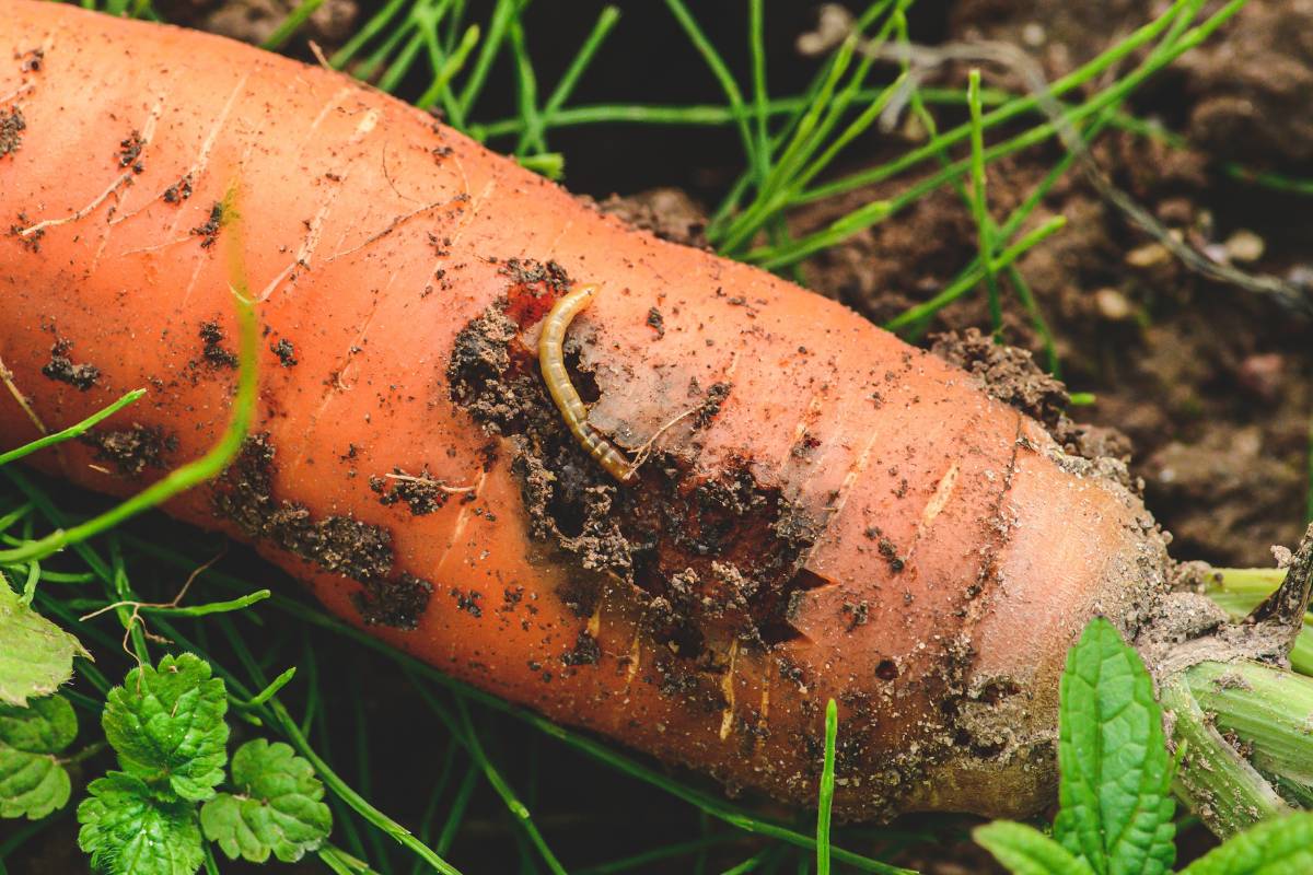 A carrot fly larvae or grub emerging from a carrot root