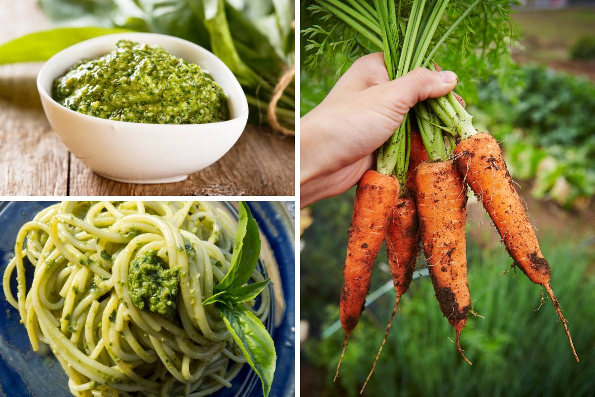 Carrots and carrot leaf pesto