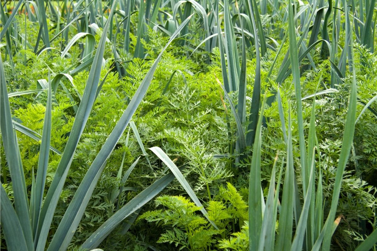 Alliums and carrots interplanted in a garden