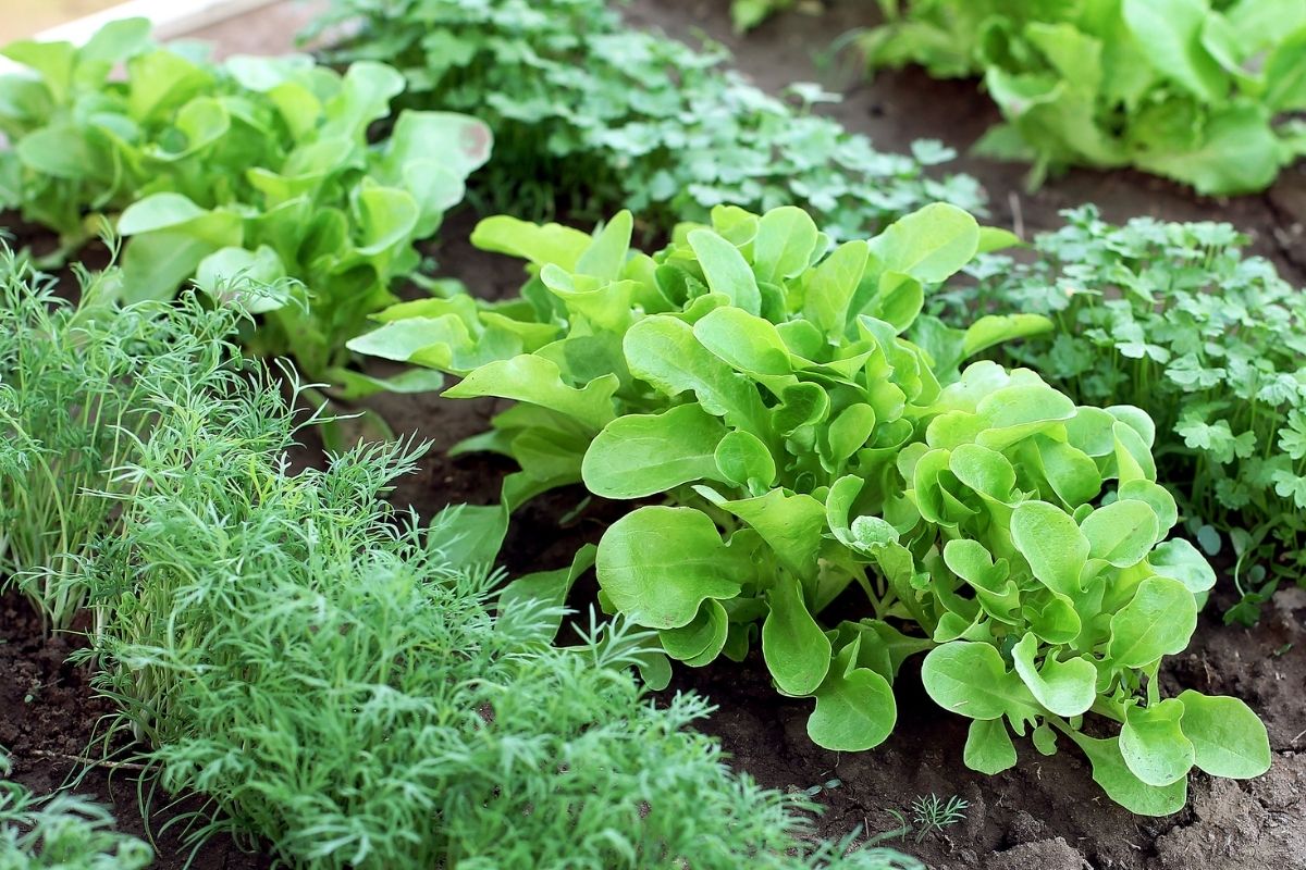 Rows of carrot, lettuce and coriander seedlings planted in a garden