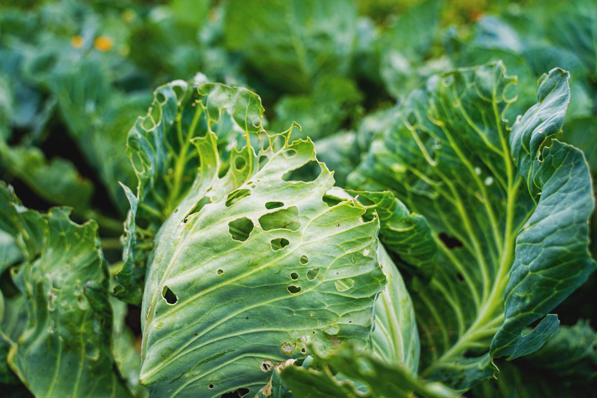 Caterpillar damage to a cabbage plant