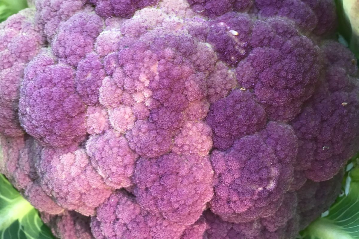 Purple Sicily Cauliflower
