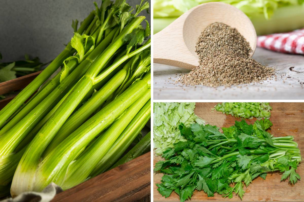 Celery stalks, leaves and seeds