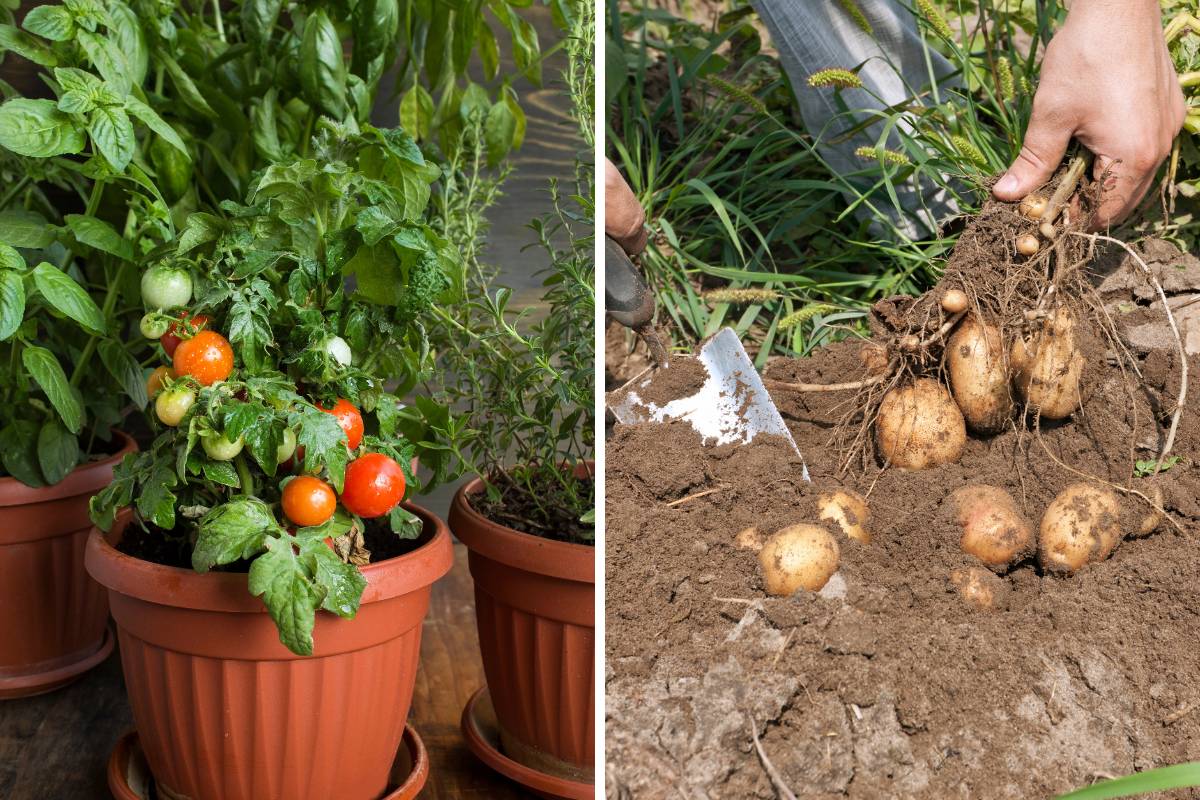 Cherry tomato and potato harvests