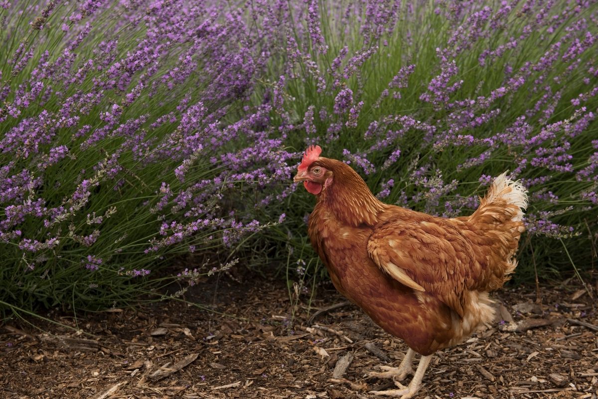 A chicken standing in front of English lavender 