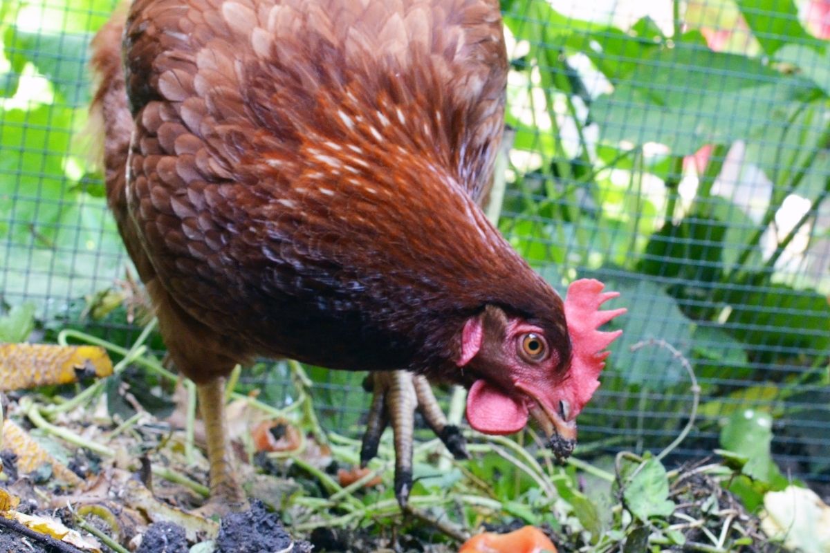 A chicken pecking with plants in the background