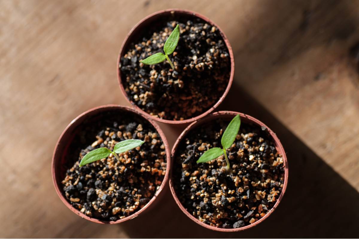 Three chilli seedlings in small pots
