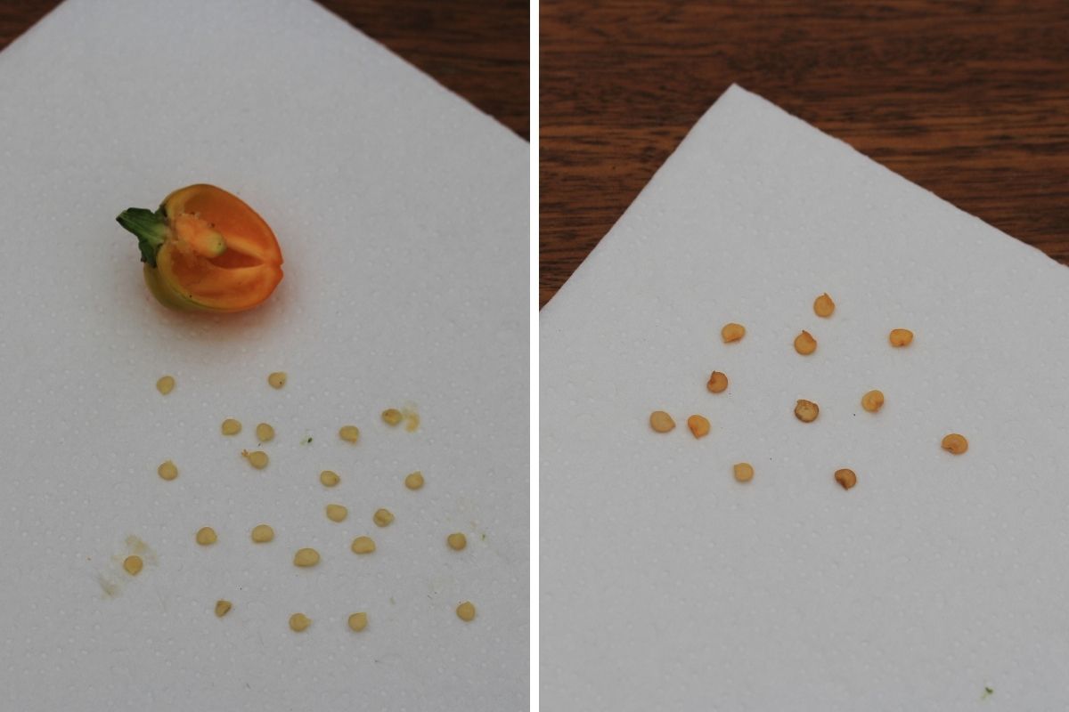 Chilli seeds spread on paper towel to dry, and the dried seeds