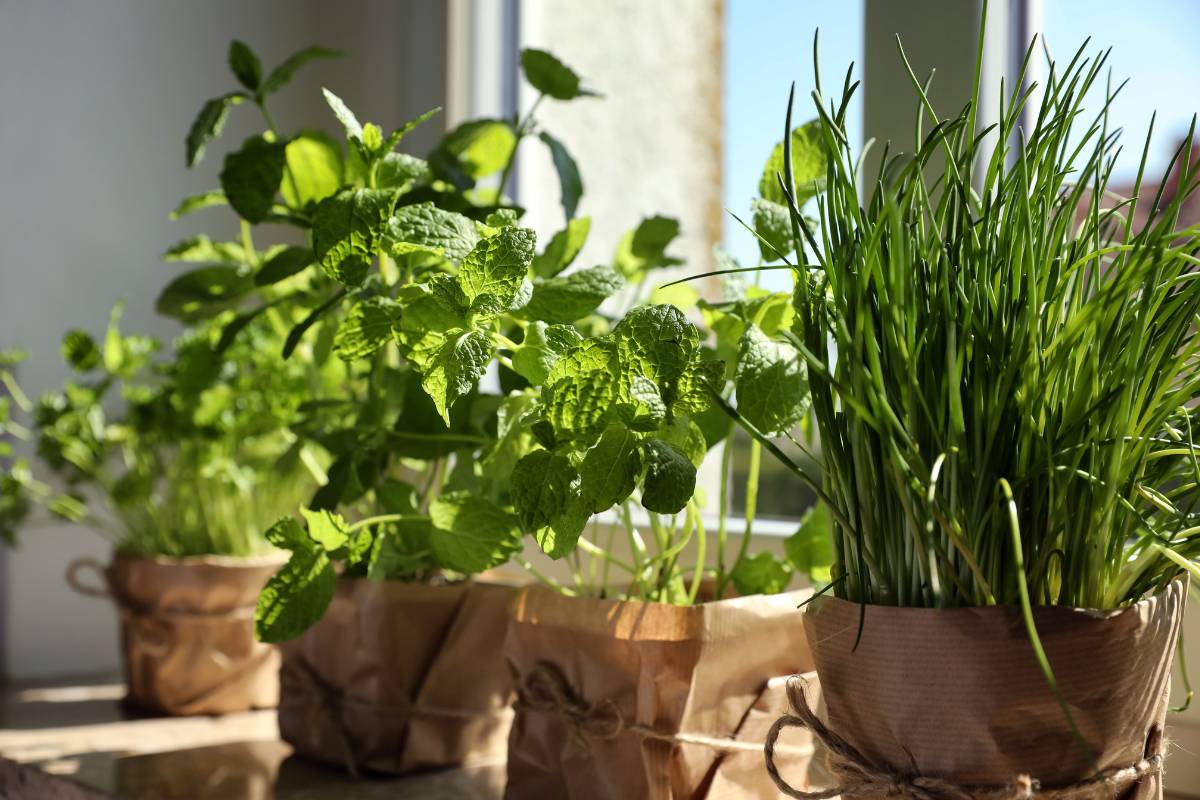 Chives and mint growing on a windowsill