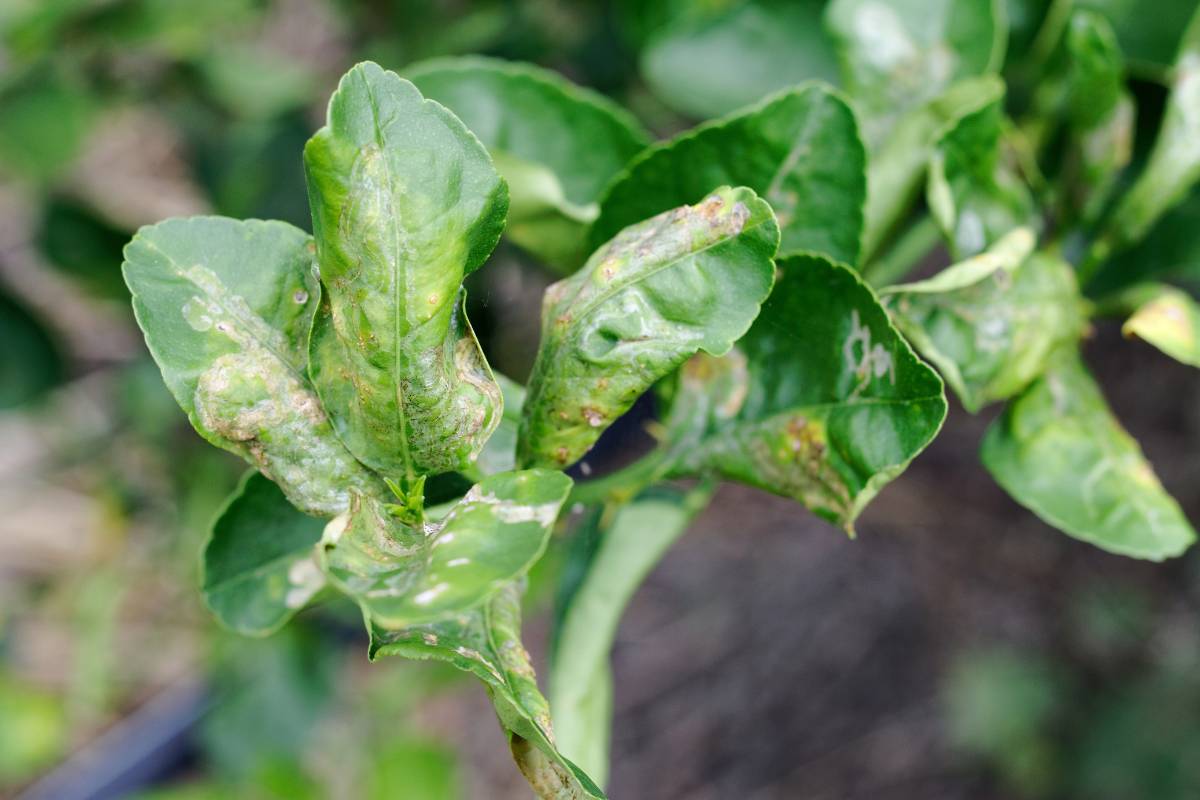 The distorted leaves of a citrus treee affected by citrus leaf miner
