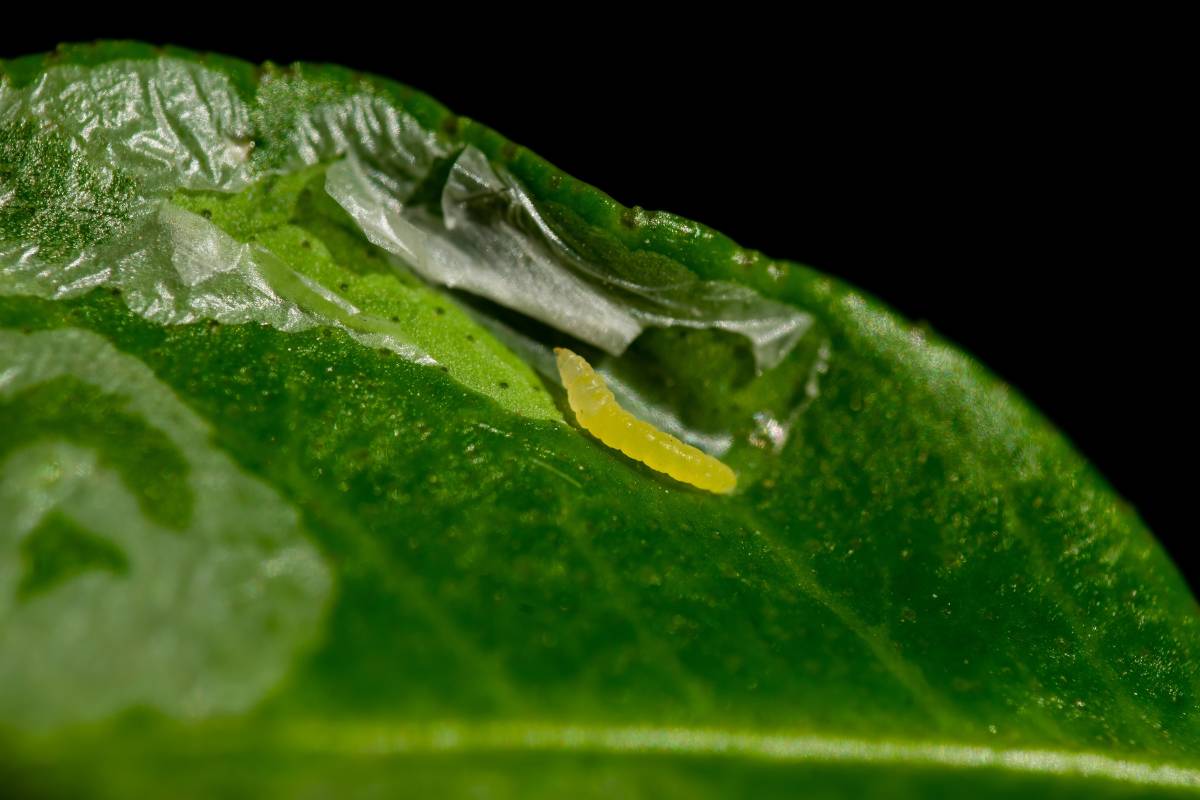 A citrus leaf miner larvae that looks like a small pale yellow caterpillar