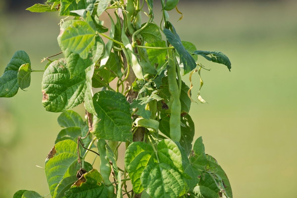 Climbing beans at the top of a tripod