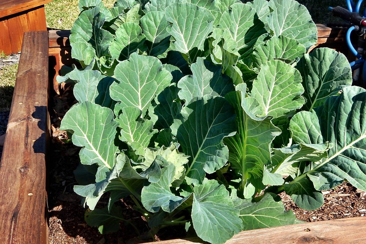 Collards growing in a raised garden bed