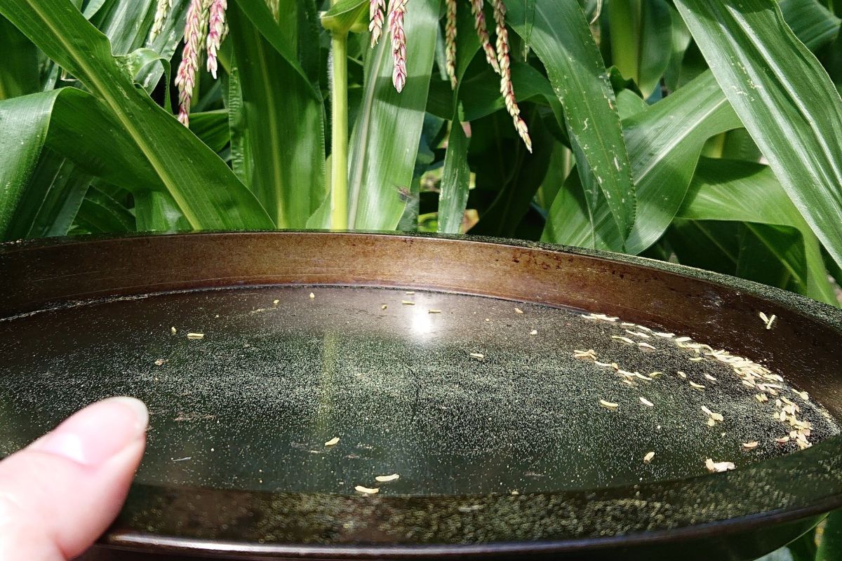 Collecting corn pollen in tray