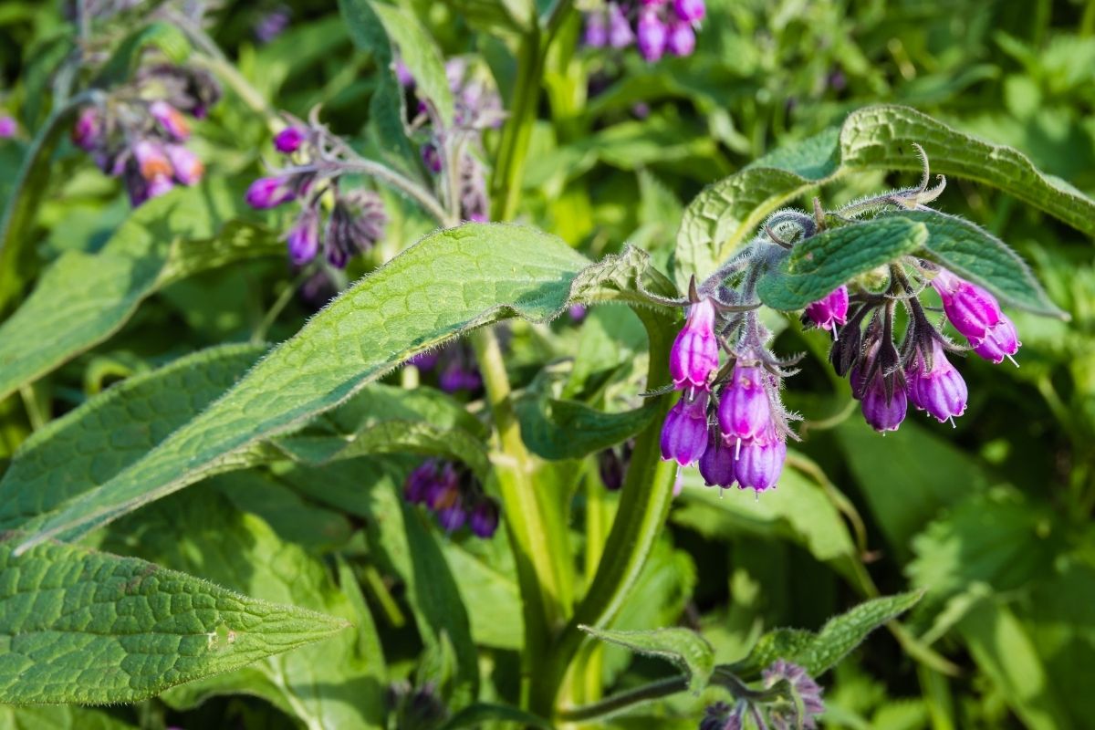 Comfrey leaves and flowers