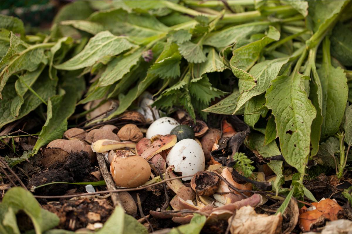 Comfrey leaves added to compost as a nutrient-rich compost accelerator