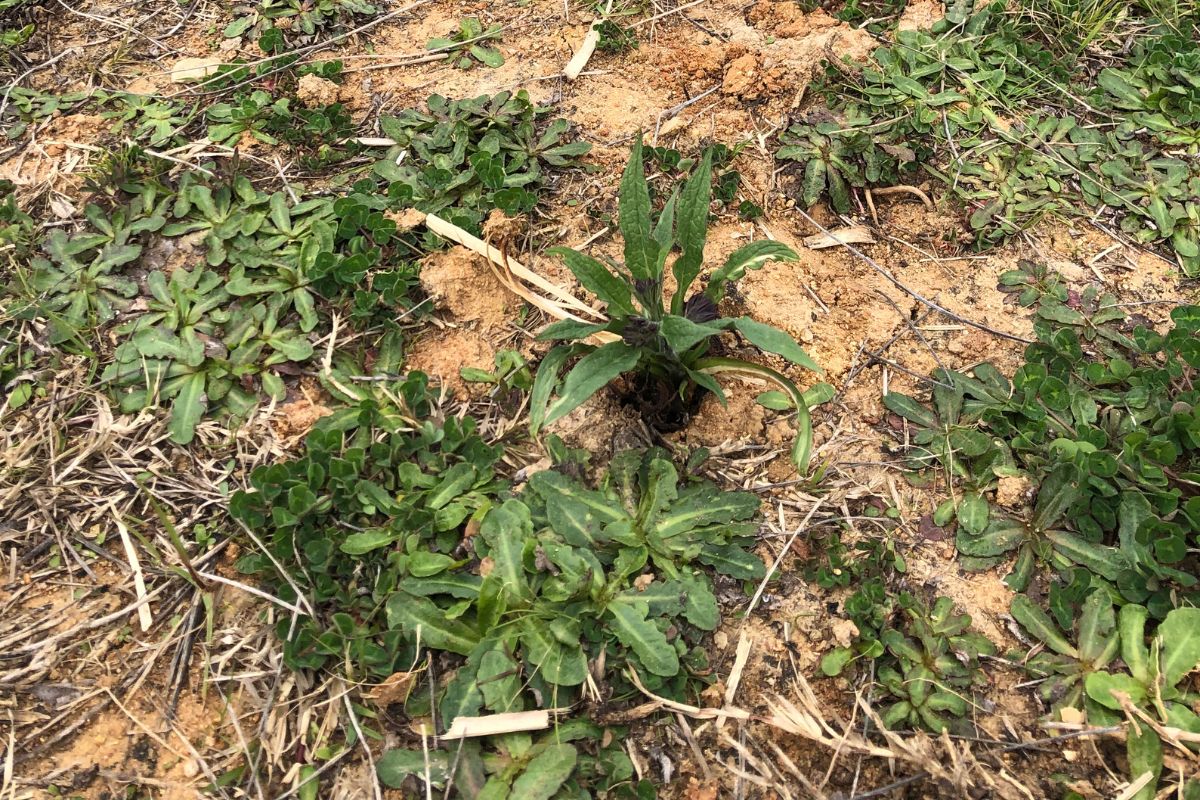 Comfrey in ground