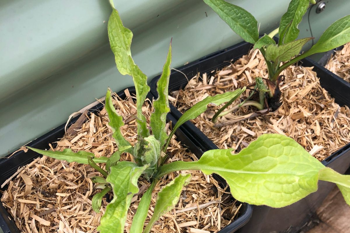 Comfrey in pots