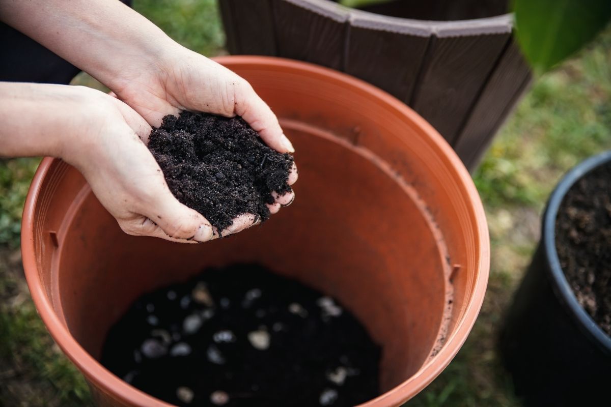 Someone holding a handful of potting mix or compost
