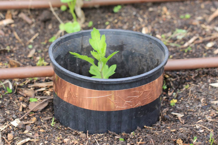 Copper tape on a pot protecting a seedling