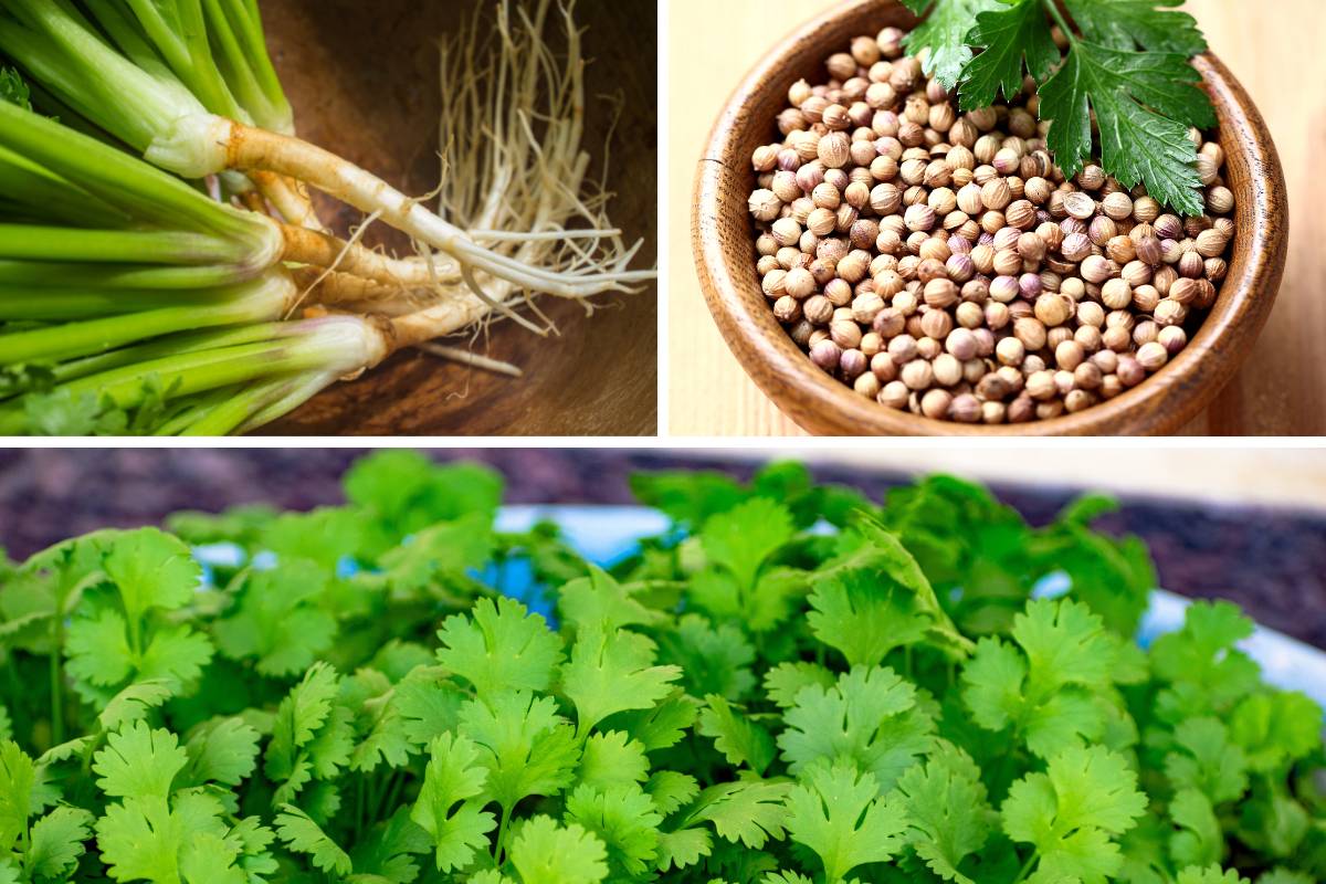 Coriander leaves, roots and seeds