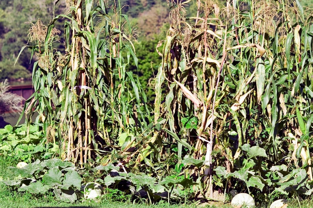 Corn and pumpkin plants work well together in the garden