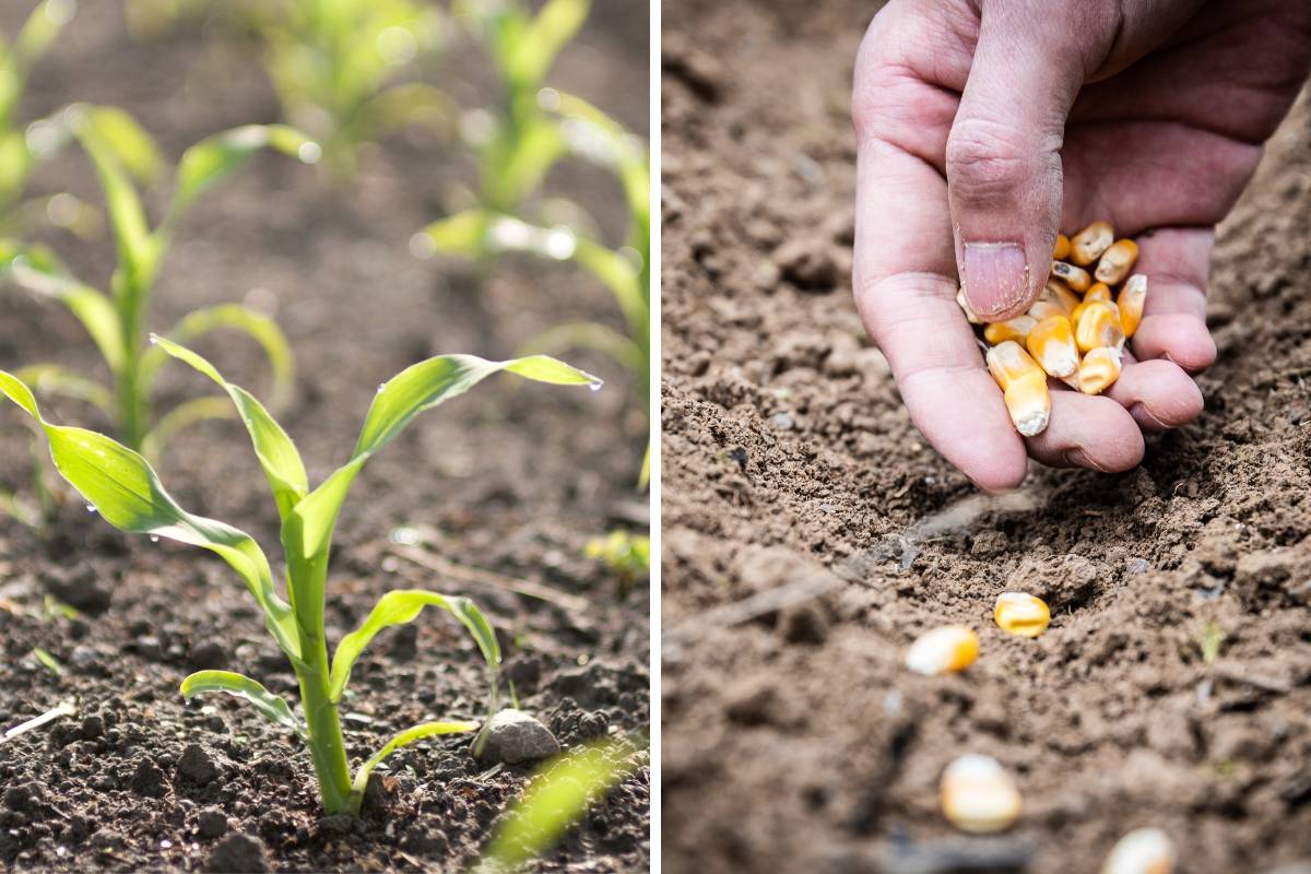 Photos of corn seedlings and a gardener planting some corn seeds