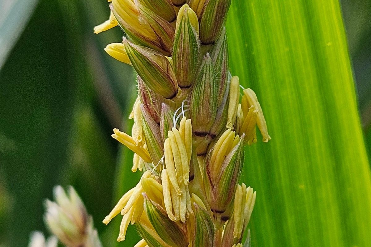 Corn anthers beginning to drop