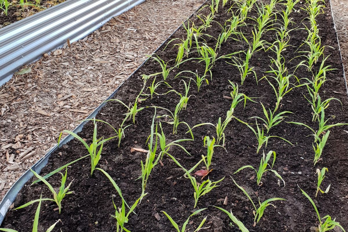 Corn block planting in corrugated beds