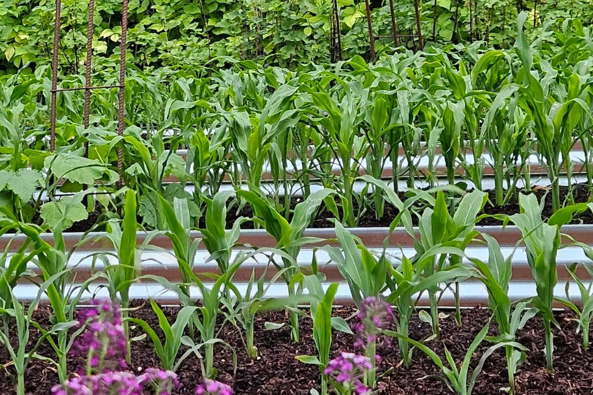 Corn near hedge reo mesh tunnel