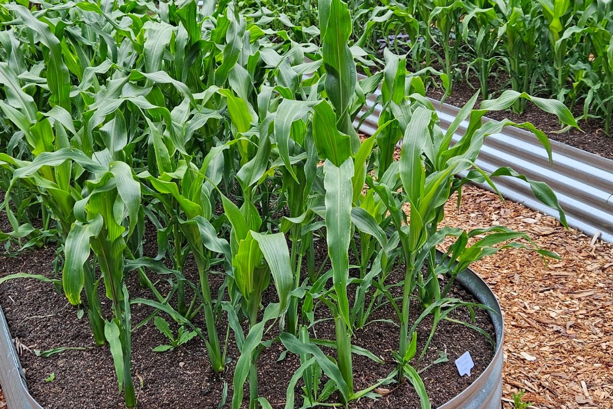 Corn planted in corrugated beds