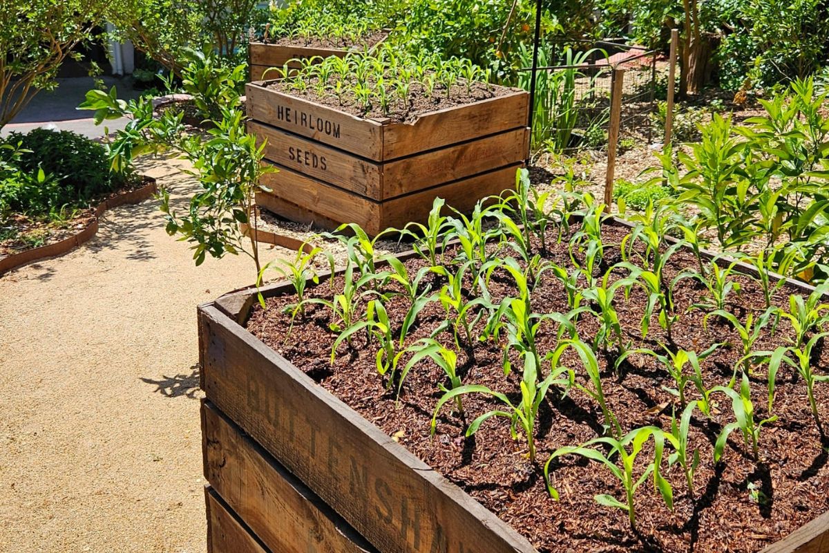 Corn planted in wooden raised beds