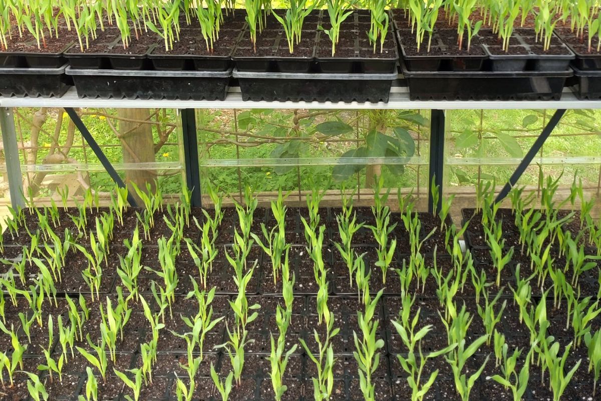 Corn seedlings in trays