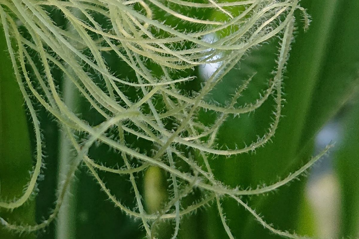 Corn silk hairs close up