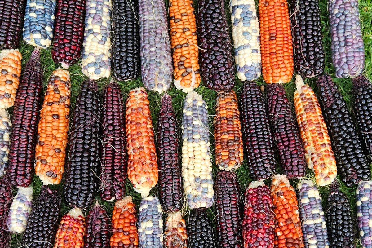 Cross pollinated corn cobs