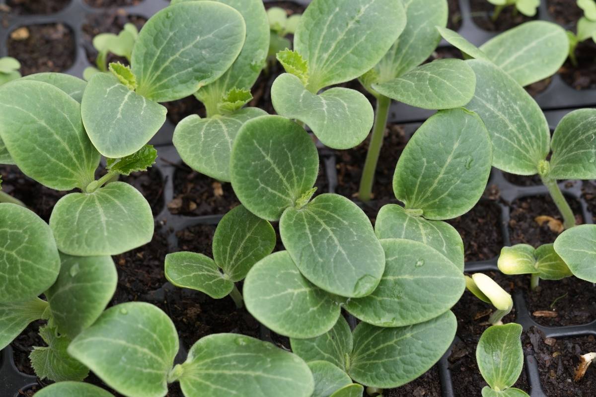 Cucurcit seedlings ready to plant out into the garden