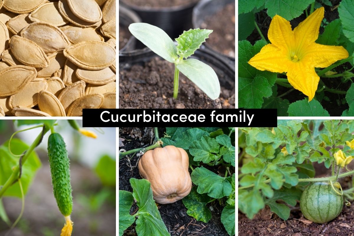 Seeds, seedlings, flowers and examples of members of the squash family