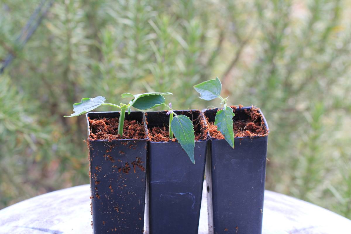 Cuttings in coco coir