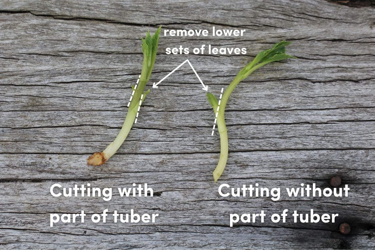 Cuttings with and without tuber attached